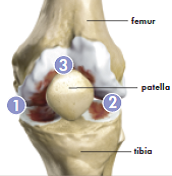 knee_1